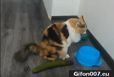 Cat-Cucumber-Gif-Gifs-Youtube-Video